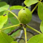 foglie di noce