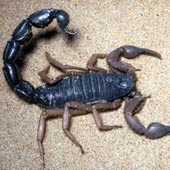 il veleno degli scorpioni