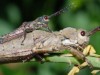Shimon Steinberg: La disinfestazione naturale