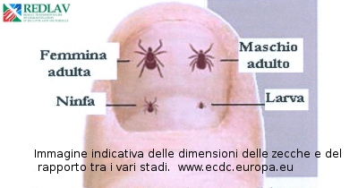 Le zecche: cosa sono e come si eliminano romani disinfestazioni srl Uova zecche in casa