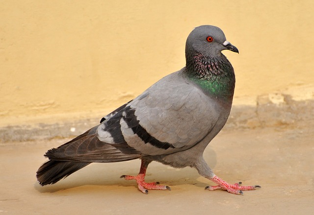 pigeon-73303_640