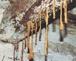 termiti tuboli