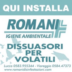 gabbiani