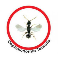 cephalonomia_tarsalis