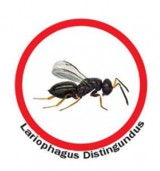 lariophagus_distingundus