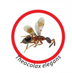 theocolax_elegans